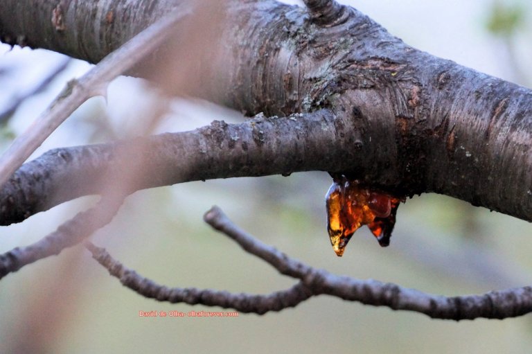 DSC05591 -RESINA DE ALMENDRO [1600x1200]