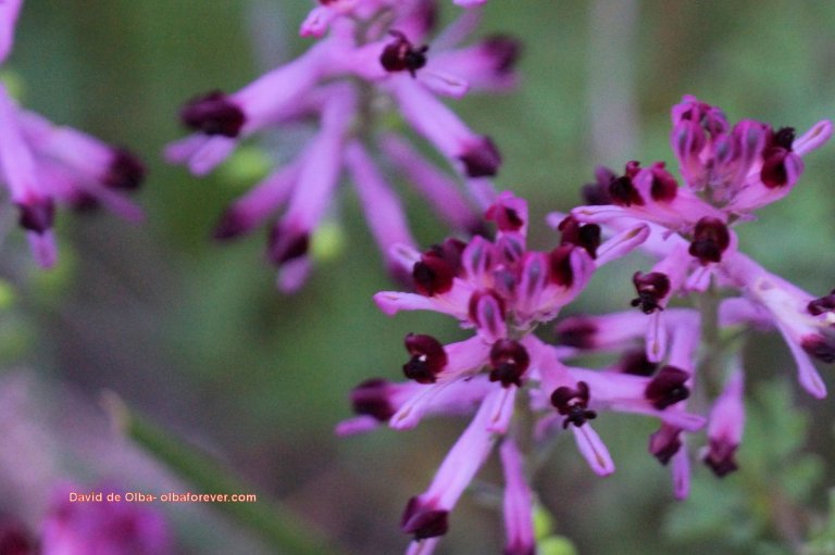 DSC05594 - FLOR DE PRIMAVERA [1600x1200]