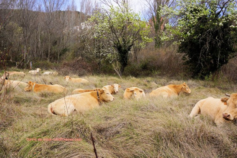 DSC05619 - VACAS EN EL VALLE [1600x1200]