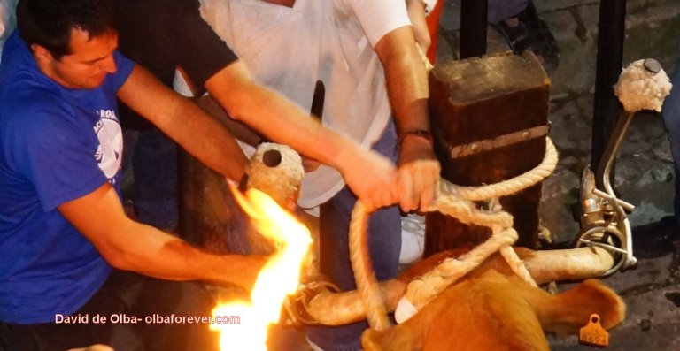 DSC06571 [1600x1200] - EMBOLAR