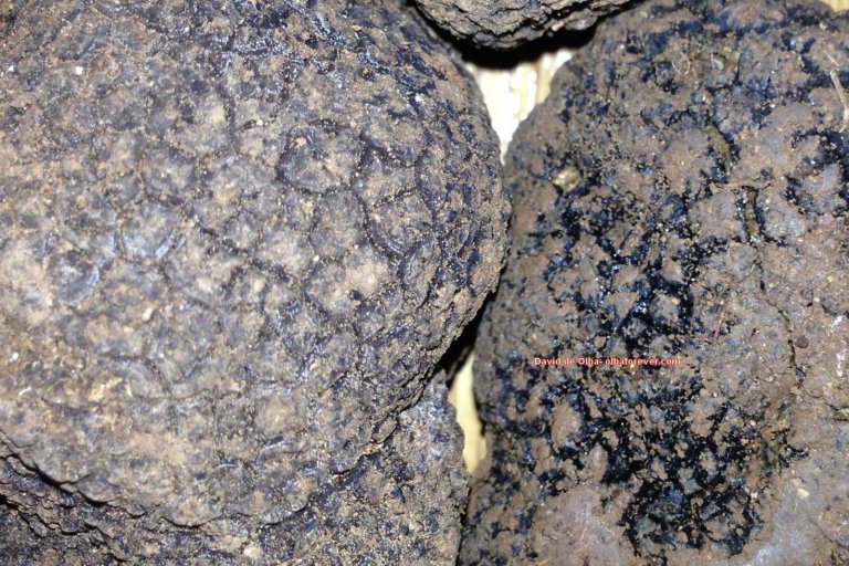 IMG_1410 [1600x1200] - TRUFAS