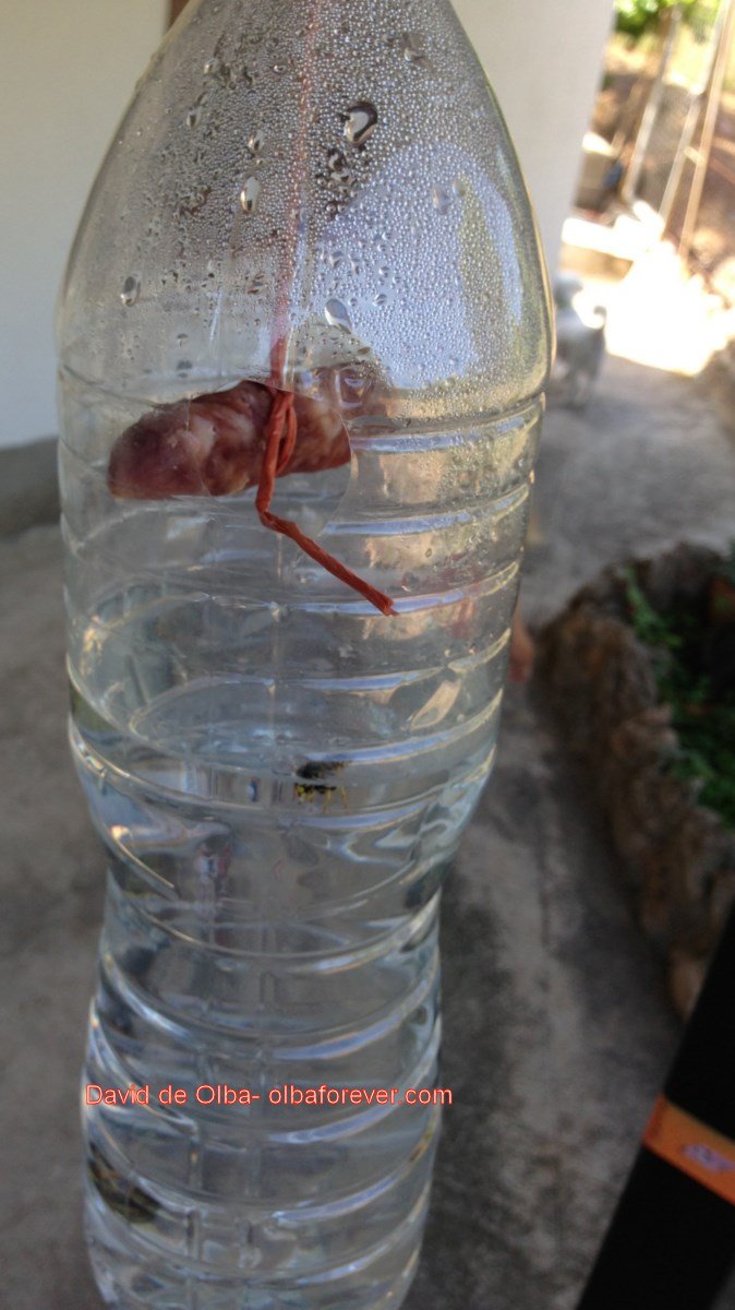 IMG_1422 [1600x1200] - MATAMOSCAS  CASERO