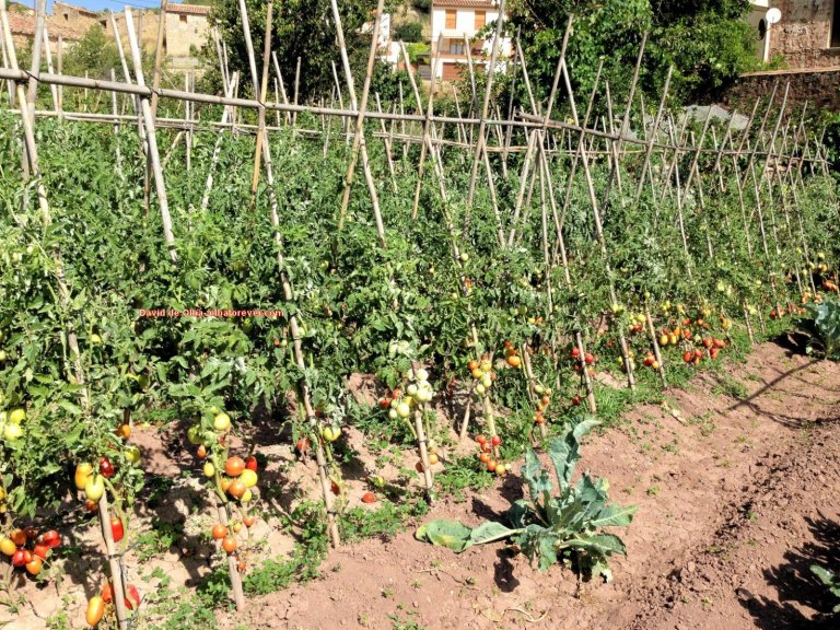 IMG_1424 [1600x1200]