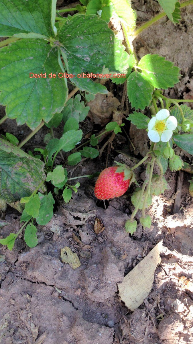 IMG_1426 [1600x1200]