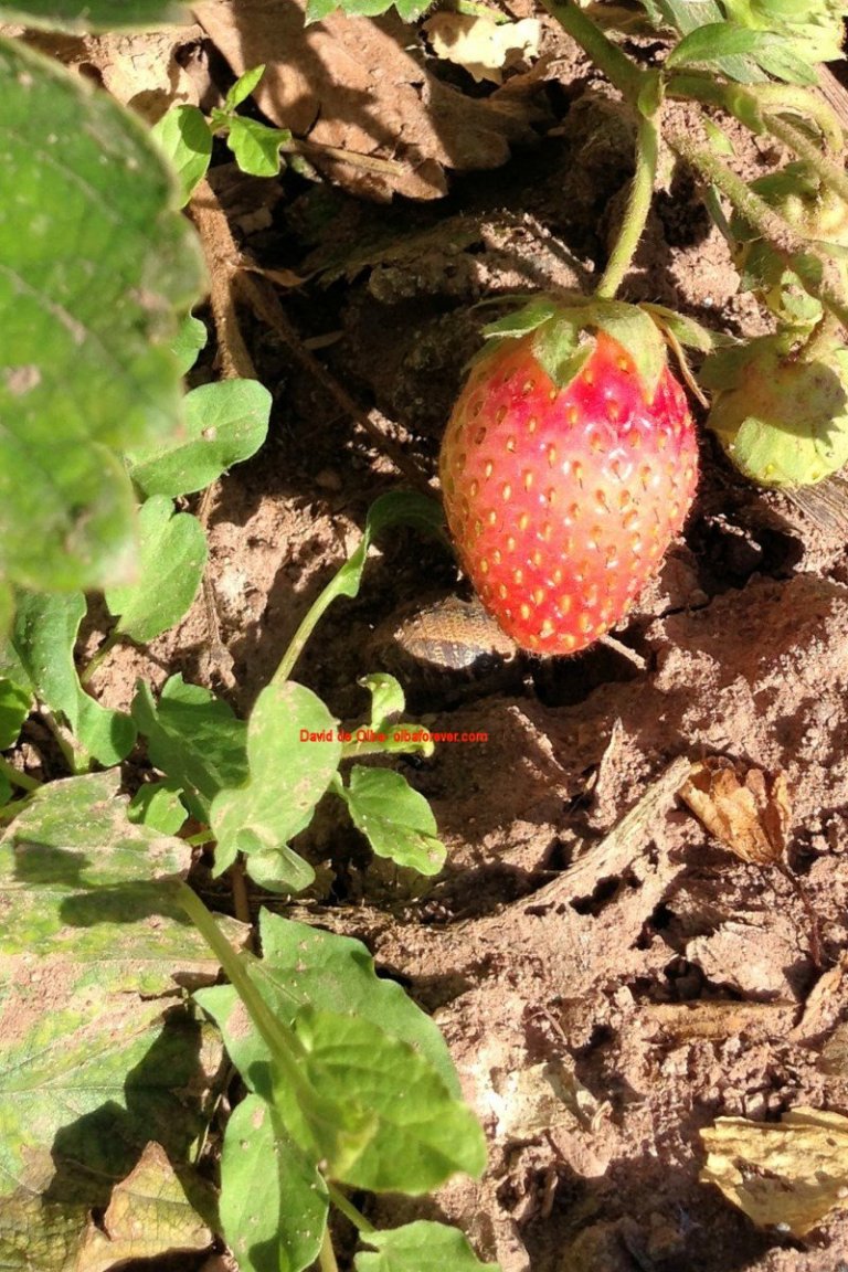 IMG_1427 [1600x1200] - FRESA DE OLBA