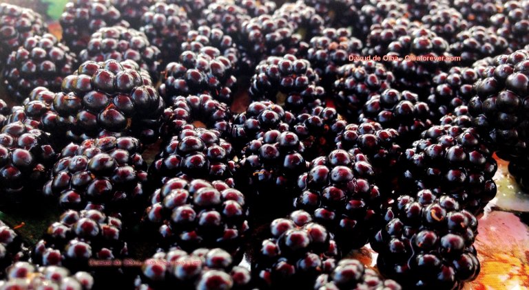 IMG_1603 [1600x1200] - MORAS DEL PUEBLO