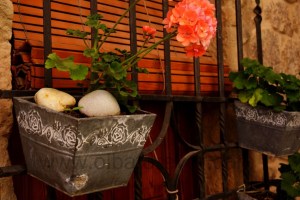 DSC08224 (Copiar)en flor