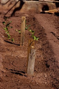 DSC08244 (Copiar) plantero