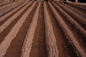DSC08248 (Copiar) geometría agrícola