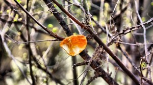 DSC01760 [1600x1200] fruta pelada