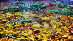 DSC01874 [1600x1200] paella