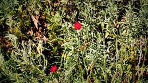 DSC02033 [1600x1200] flowers