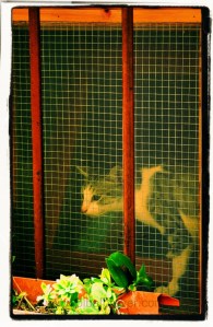 DSC02177 [1600x1200]gato enjaulado