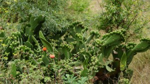 DSC02185 [1600x1200] chumbera