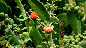 DSC02186 [1600x1200] vegetación