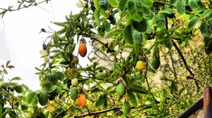 DSC02187 [1600x1200] fruta