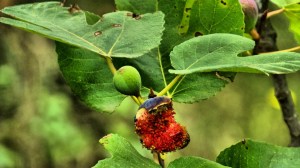 DSC02194 [1600x1200] higo maduro