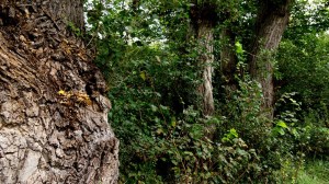 DSC02195 [1600x1200] vegetación