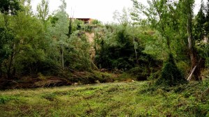 DSC02196 [1600x1200] vegetación