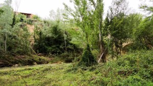 DSC02197 [1600x1200] vegetación