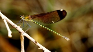 DSC02210 [1600x1200]