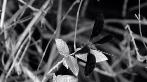 DSC02212 [1600x1200]