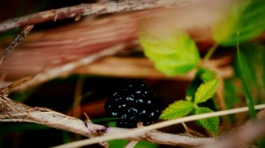 DSC02216 [1600x1200] mora oculta