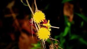 DSC02221 [1600x1200]