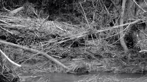 DSC02236 [1600x1200]