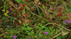 DSC02238 [1600x1200]