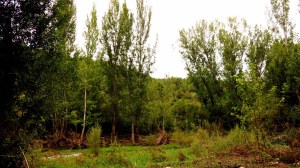 DSC02244 [1600x1200]